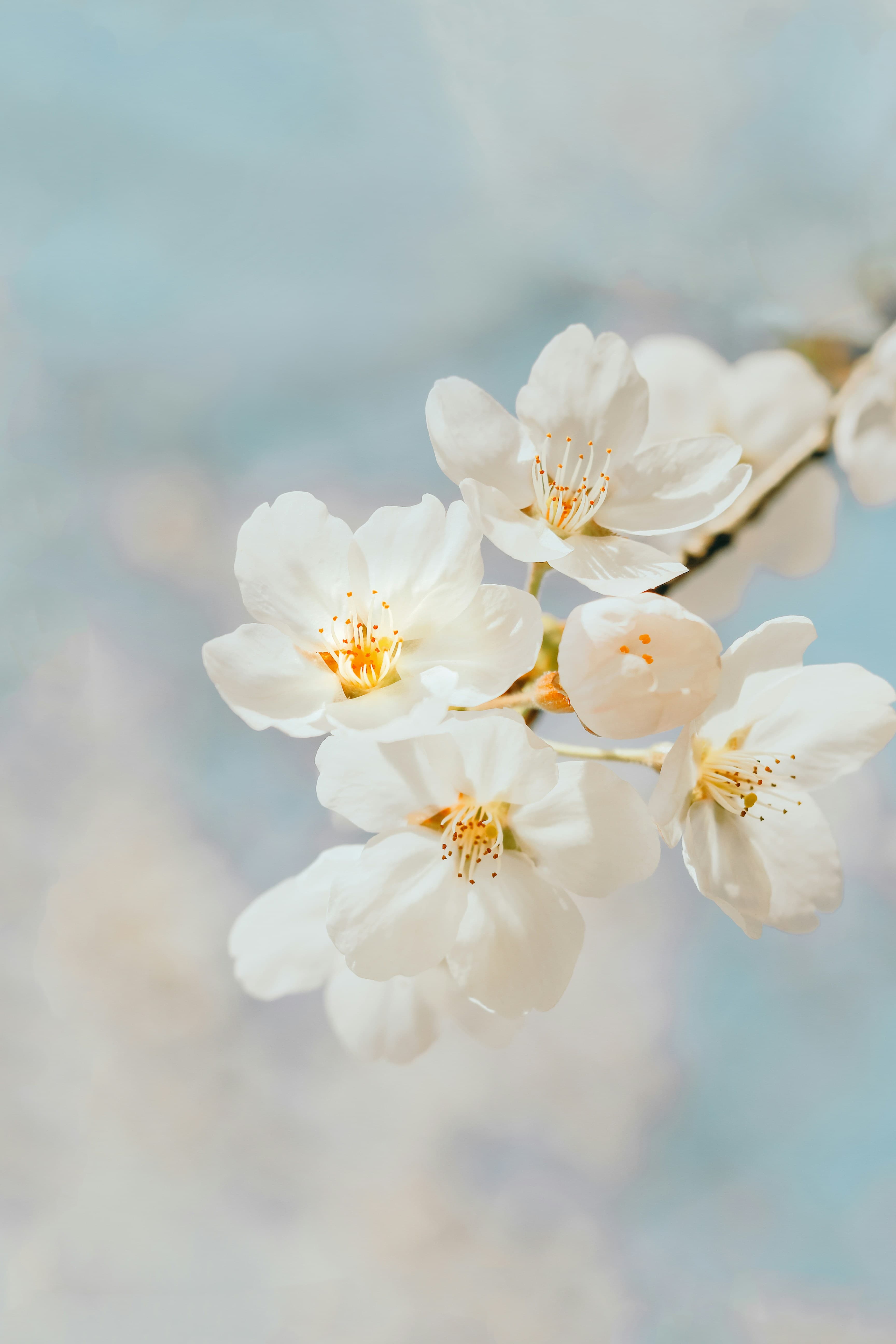 Therapie en welzijn - paarse en witte creme swatches met delicate gedroogde bloemen